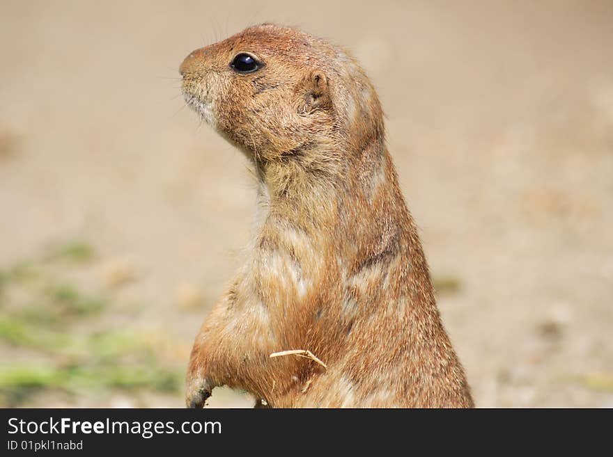 Head of a prairie dog