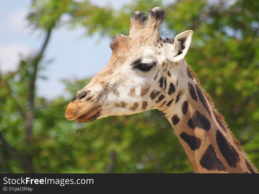 Head of a young giraffe