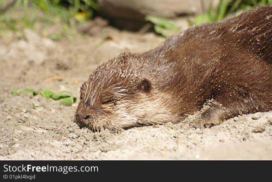 Otter