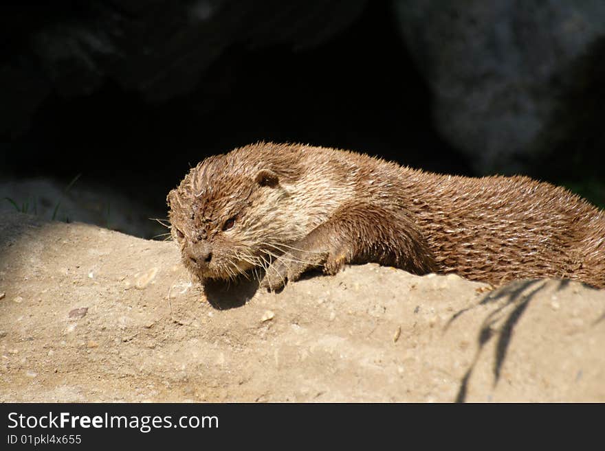 Otter