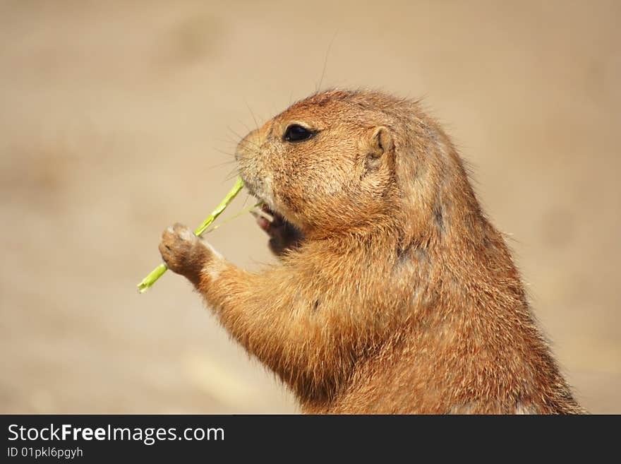 Head of a prairie dog