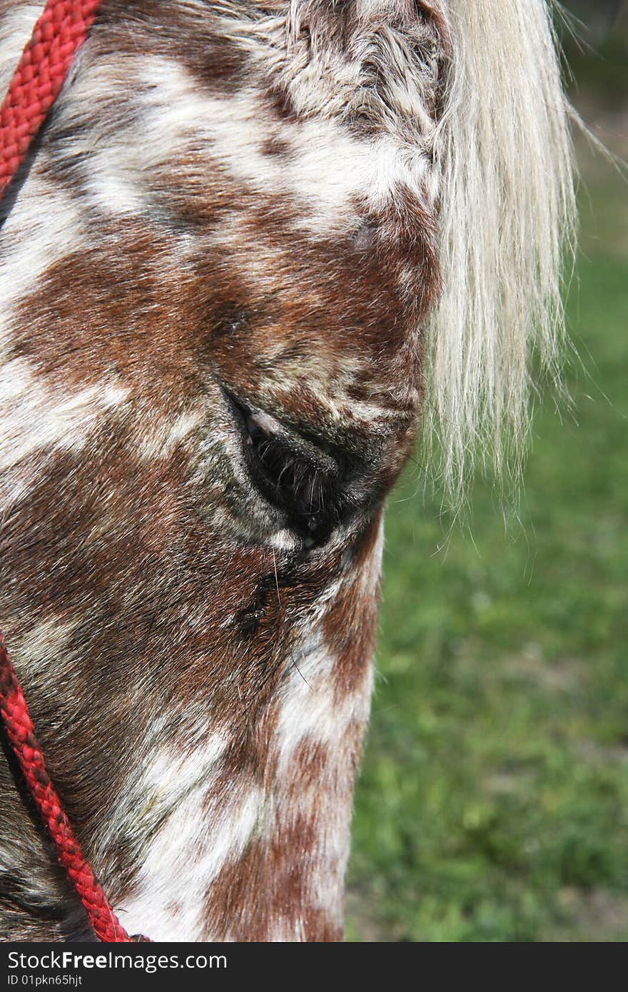 View of the horses head