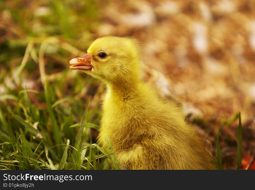 Young Gosling