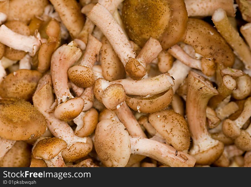 Brown mushroom background