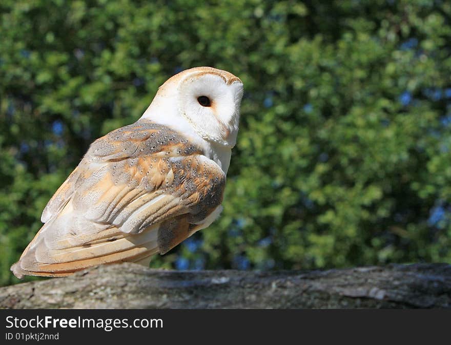 Bird / Barn Owl animal