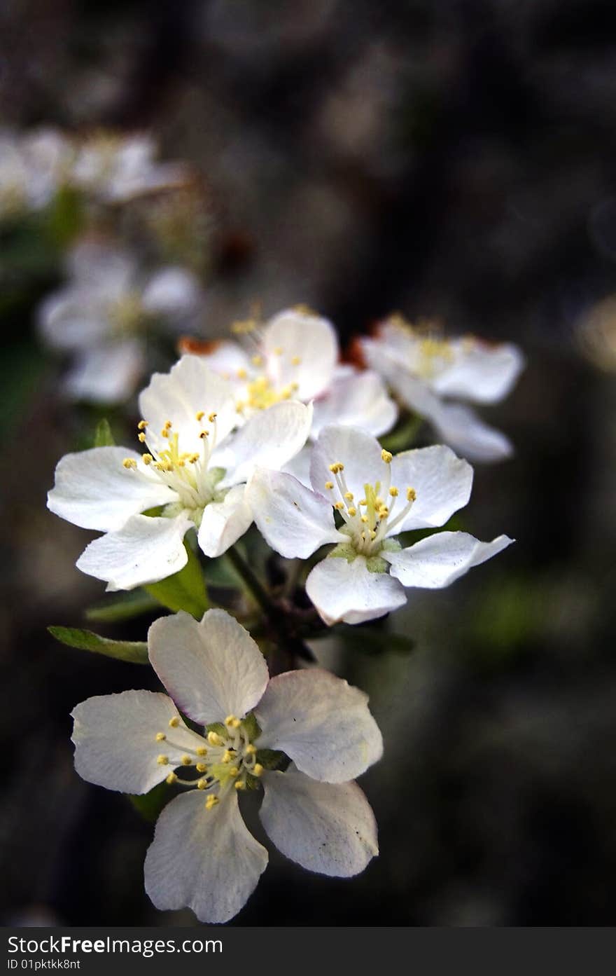 Apple tree