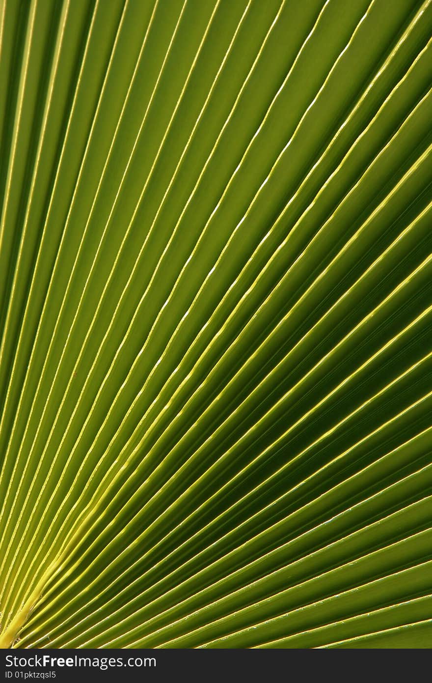 Leave of a palm tree green background