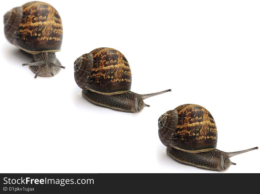 Three snails in a row on white background. Three snails in a row on white background