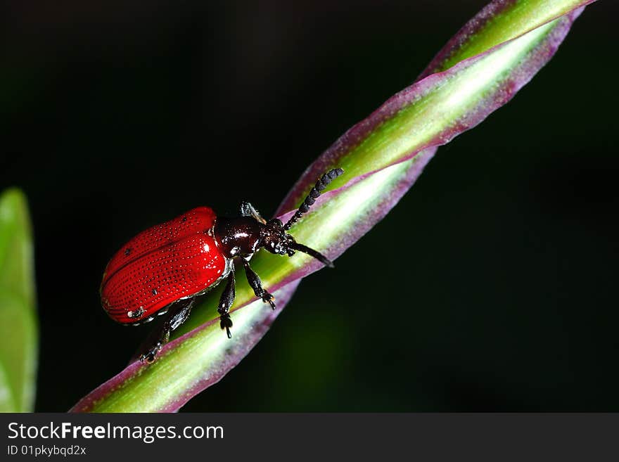 Loseup of a red bug on a tree