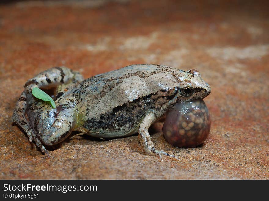 Frog small animal with smooth skin and long legs that are used for jumping. Frogs live in or near water