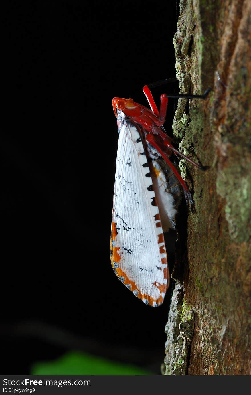 Close-up on the face of a bug