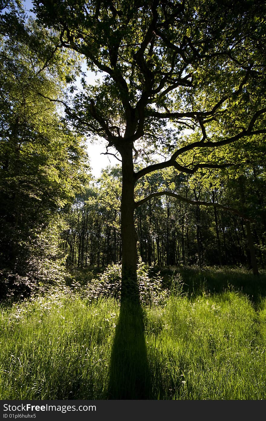 Oak Tree In Silhouette