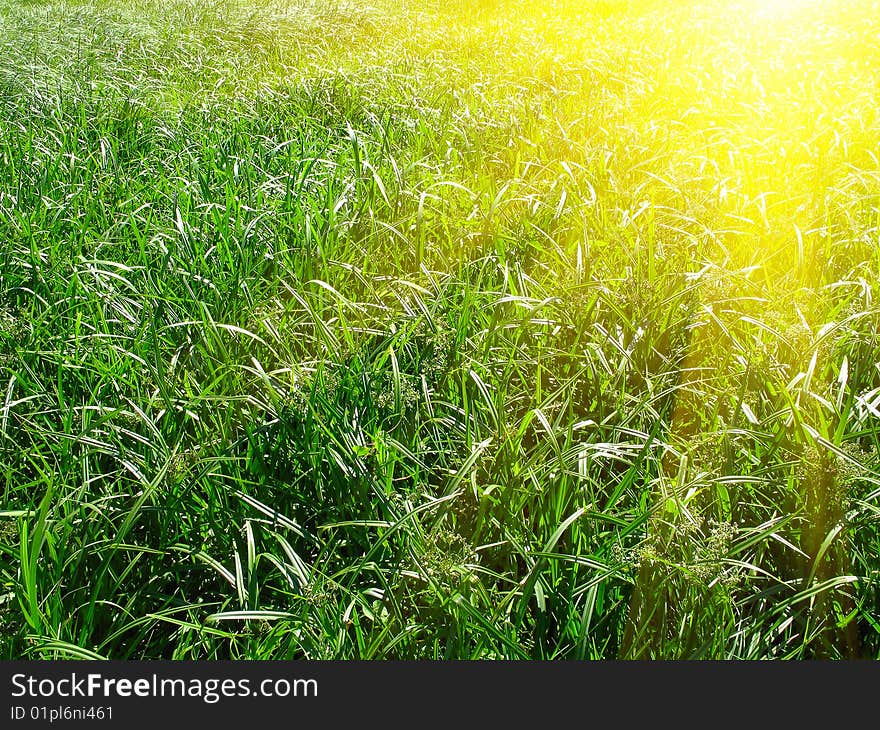 Splendid summer sunbeams over green meadow. Splendid summer sunbeams over green meadow.