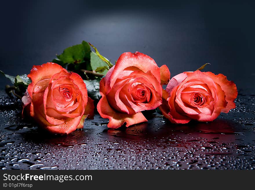 Red roses on black background