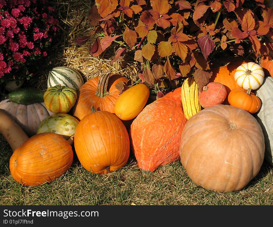 Pumpkins and gourds in field. Pumpkins and gourds in field