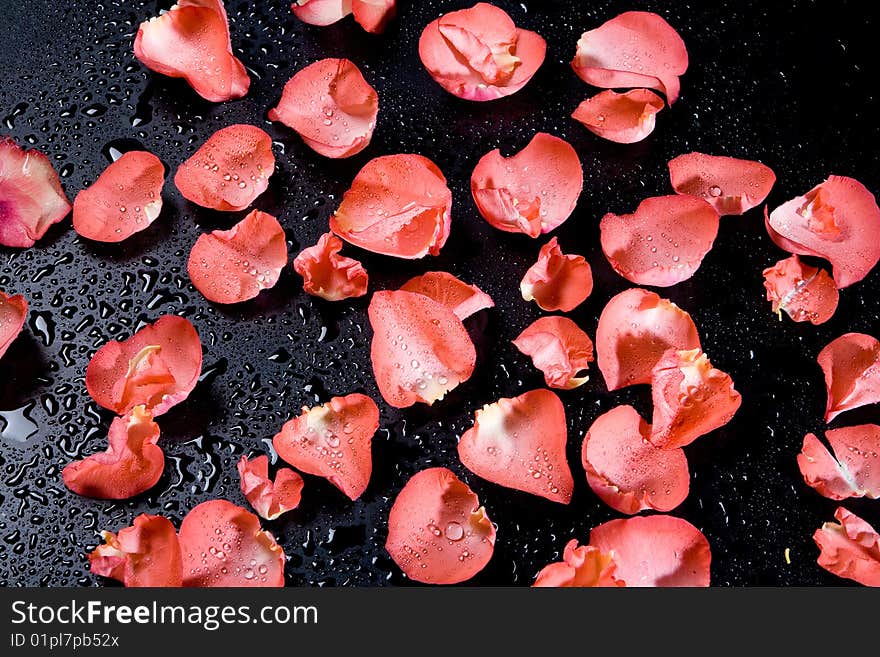 Red roses on black background