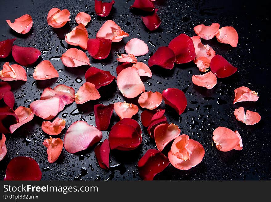 Red roses on black background