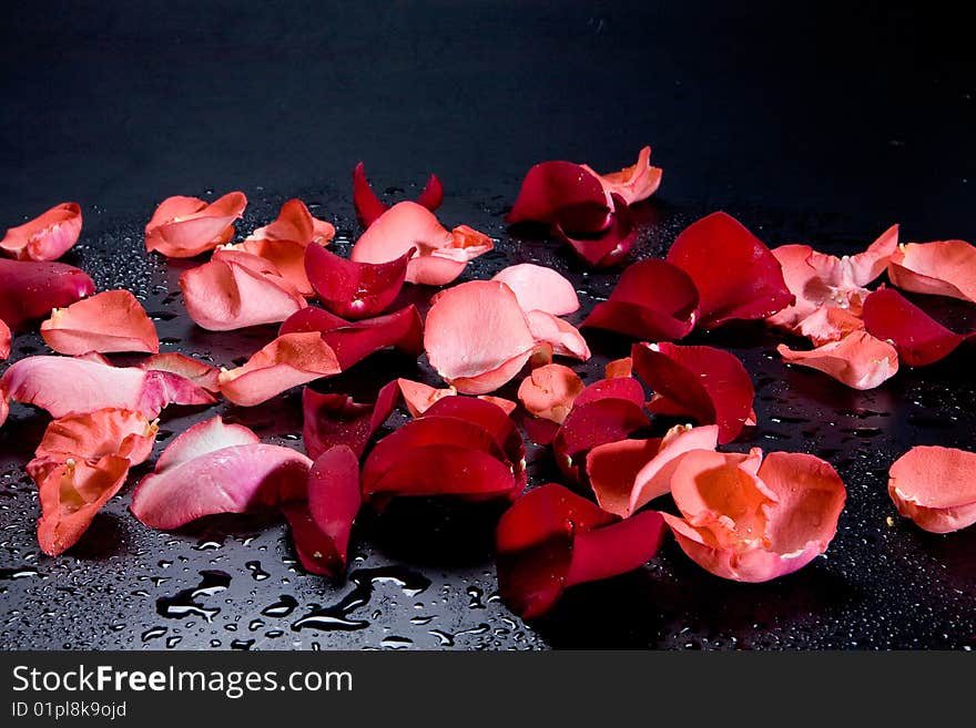 Red roses on black background