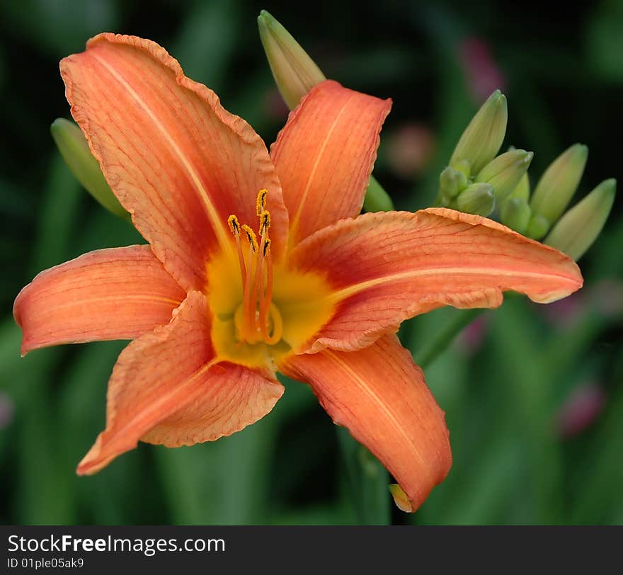 Closeup of beautiful flower