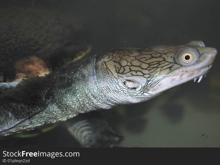 The water terrapin in the aquarium, macro