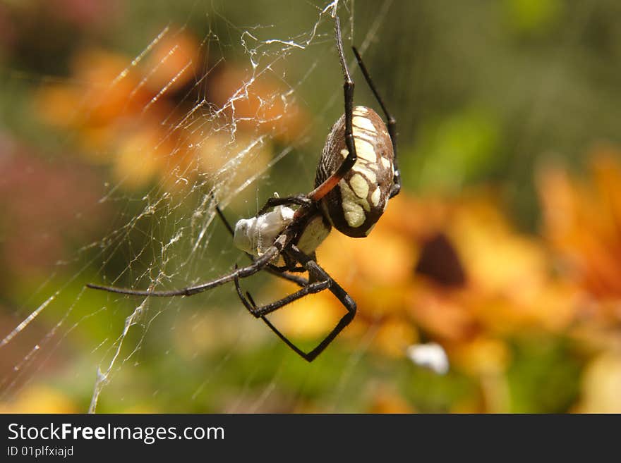 Garden Spider