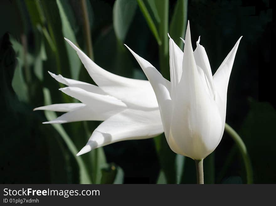 Two royal white tulips with symbolic composition. Two royal white tulips with symbolic composition