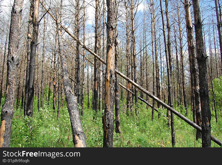 Burnt trees pine in forest. Burnt trees pine in forest