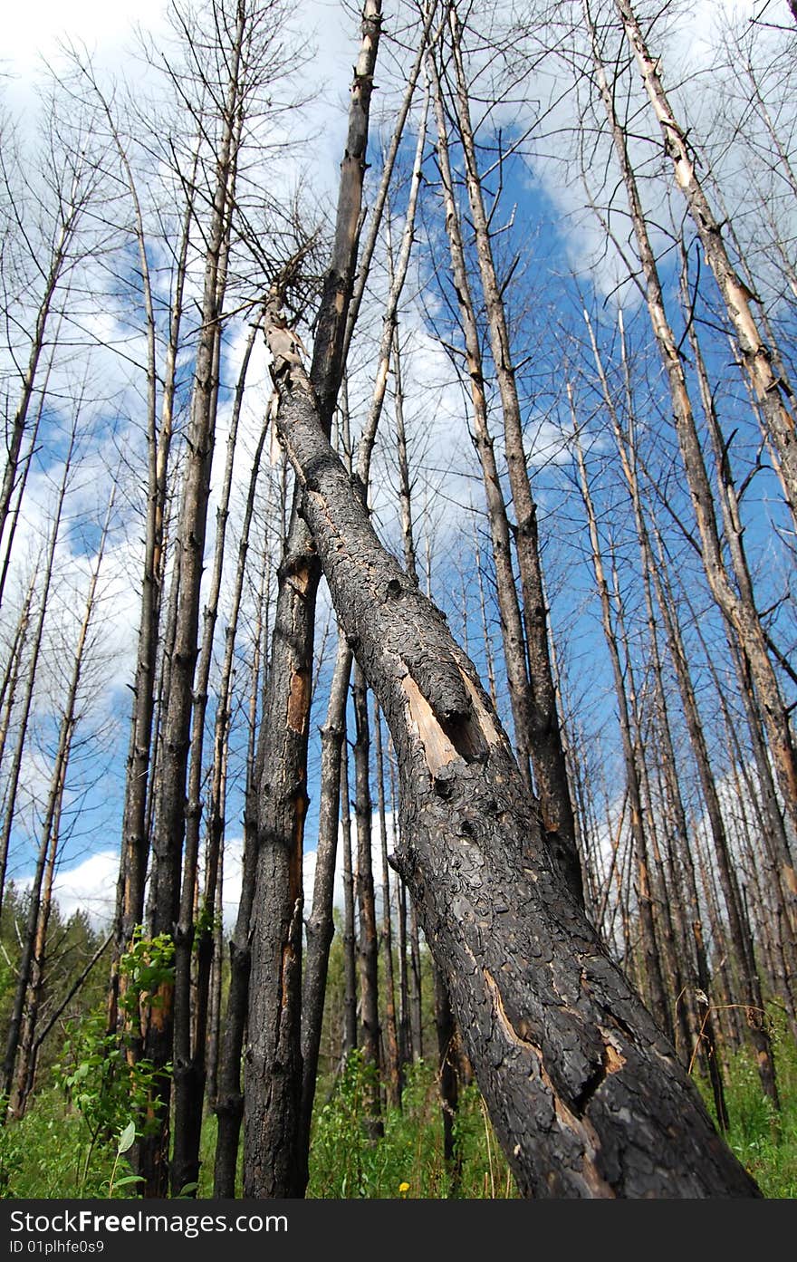 Burnt trees pine in forest. Burnt trees pine in forest