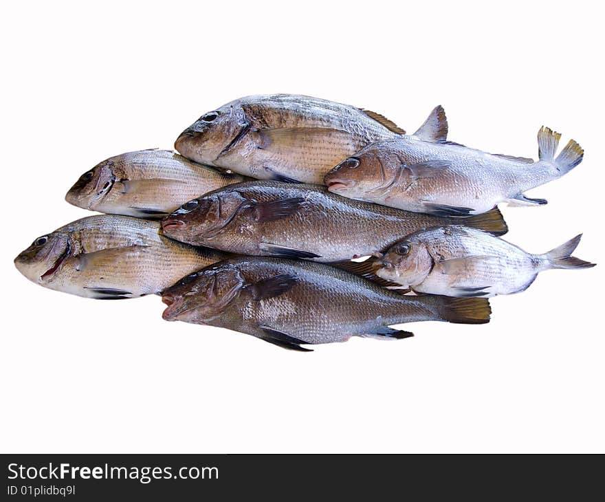 Assorted fishes in a white background isolated