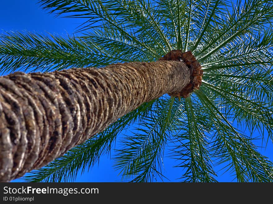 Palm tree HDR photo from base of trunk. Palm tree HDR photo from base of trunk