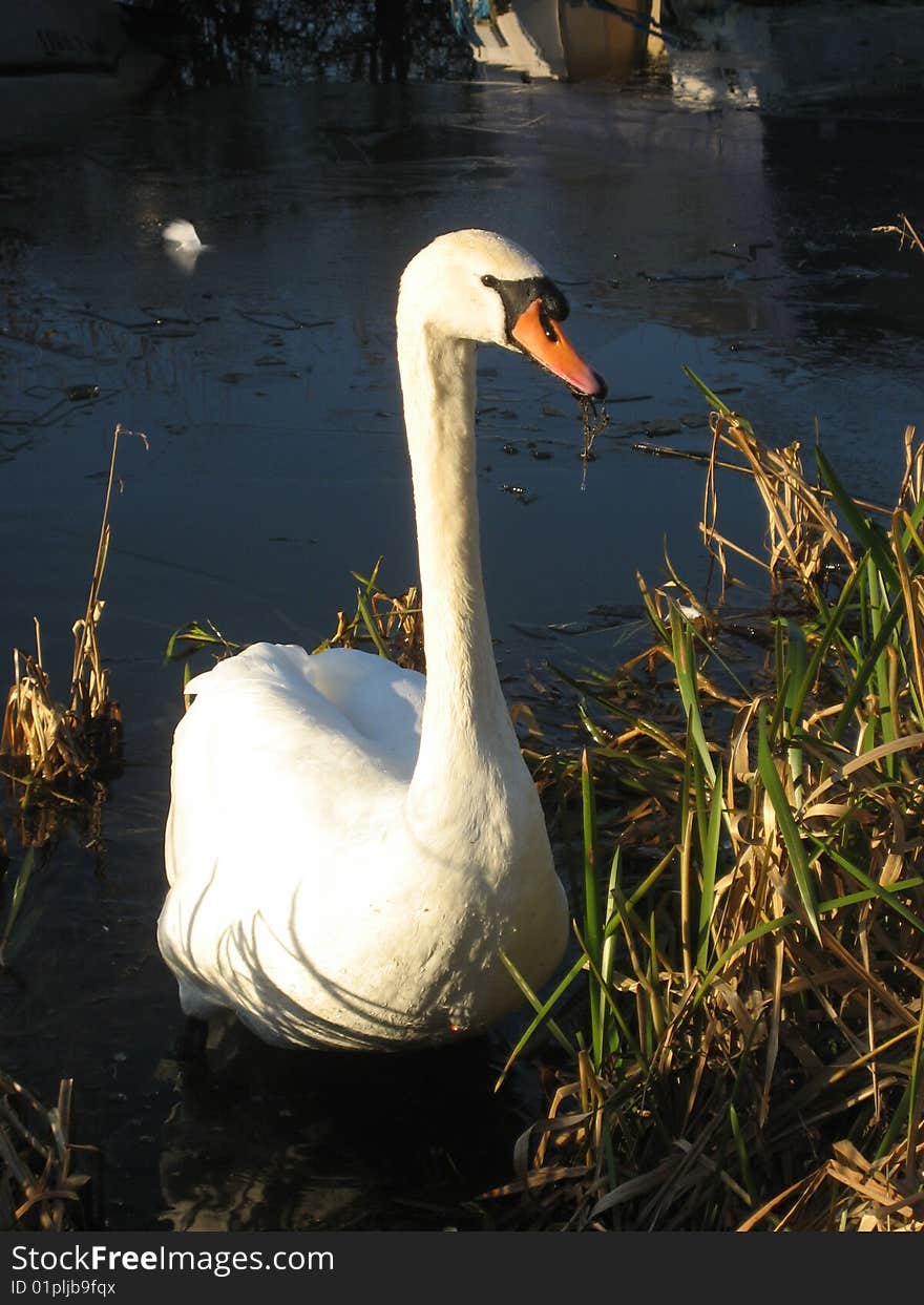 Swan in Reed