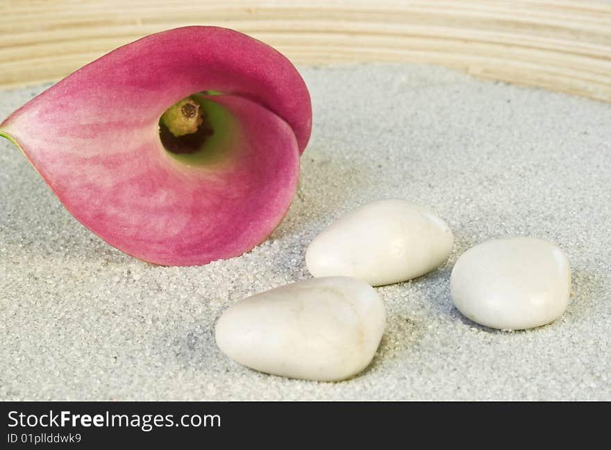 Pink calla blossom on sand with three little white stones
