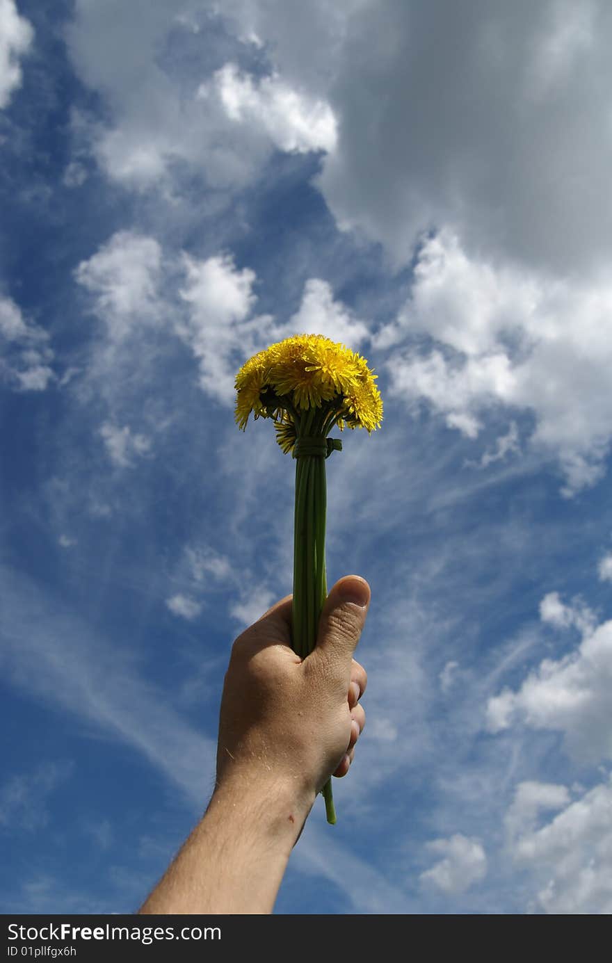 A dandelion is in a masculine hand