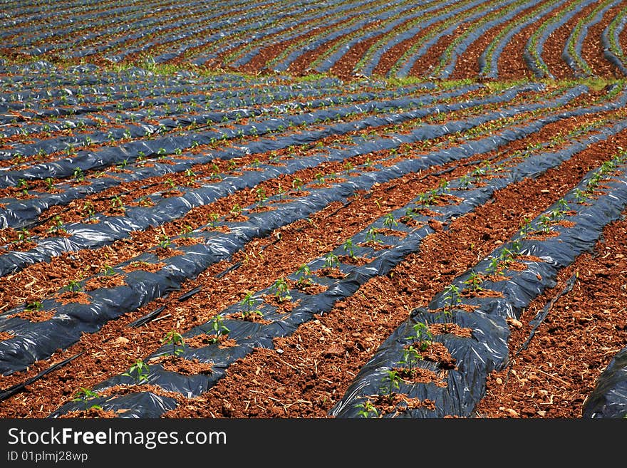 Strips in field protected with plastic cover