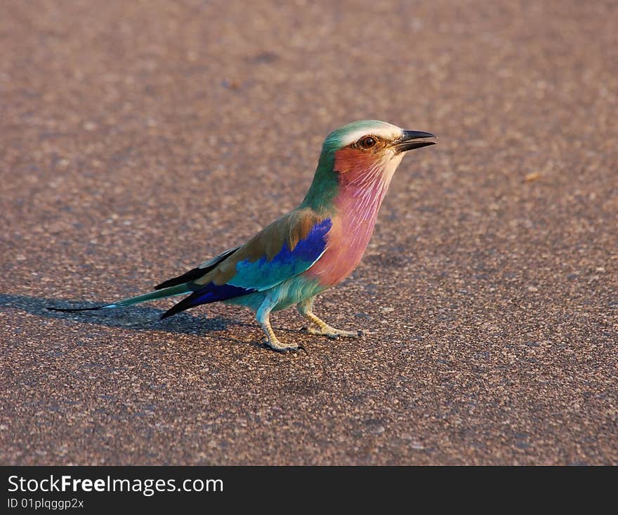 Lilacbreasted Roller (Coracias caudata) in Africa