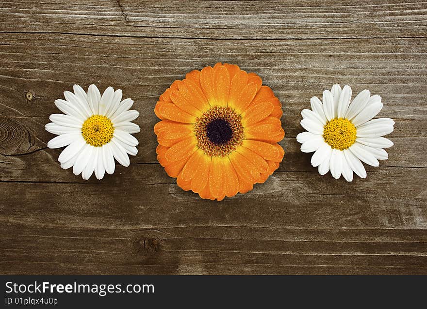 Three beautiful blossoms on old wood