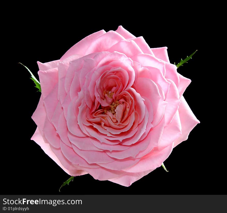 Rose on a black background, it is isolated