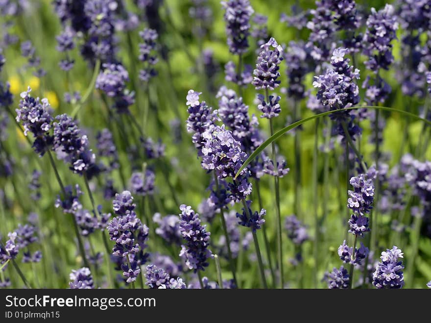 Lavender, macro shot, summer day