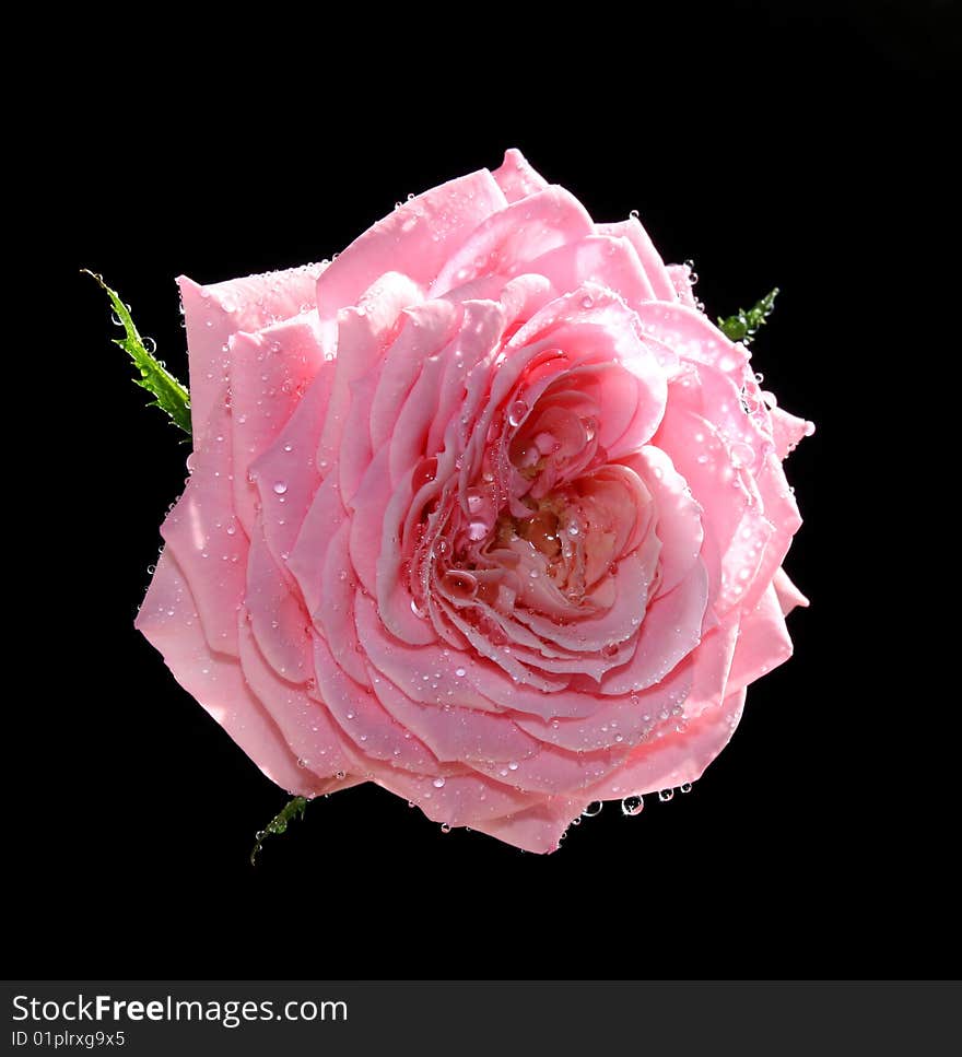 Rose in water drops on a black background.