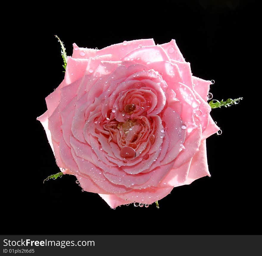 Rose in water drops on a black background.