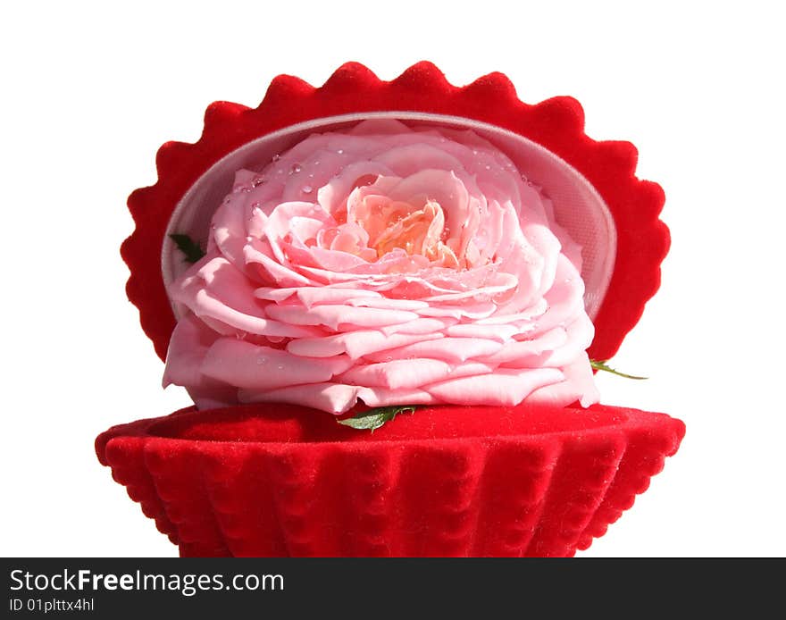 Rose in a casket on a white background, it is isolated. Rose in a casket on a white background, it is isolated