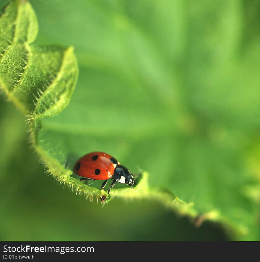 Ladybird on leaf