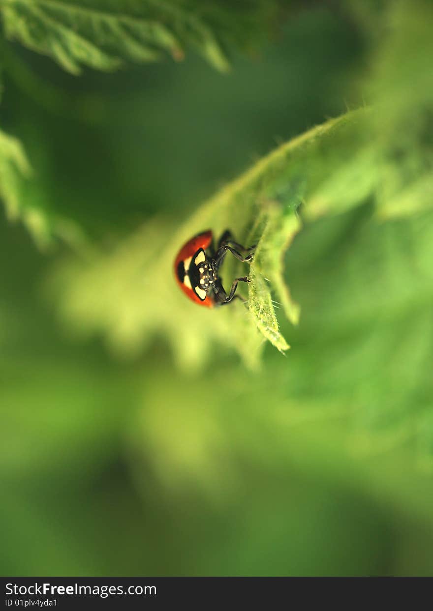 Ladybird on leaf