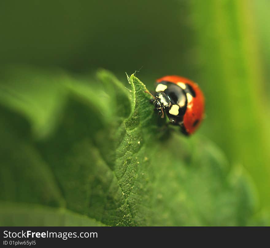 Ladybird on leaf