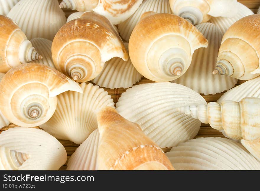 Nice different shells lying on white sand