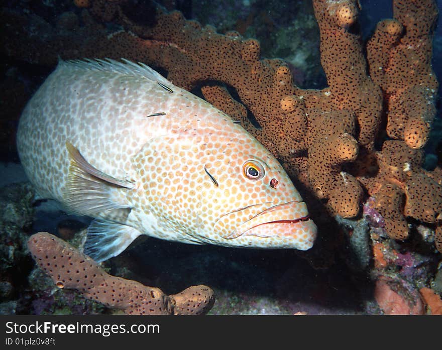 A grouper rests at a 'cleaning station' while cleaner gobies check for parasites;. A grouper rests at a 'cleaning station' while cleaner gobies check for parasites;