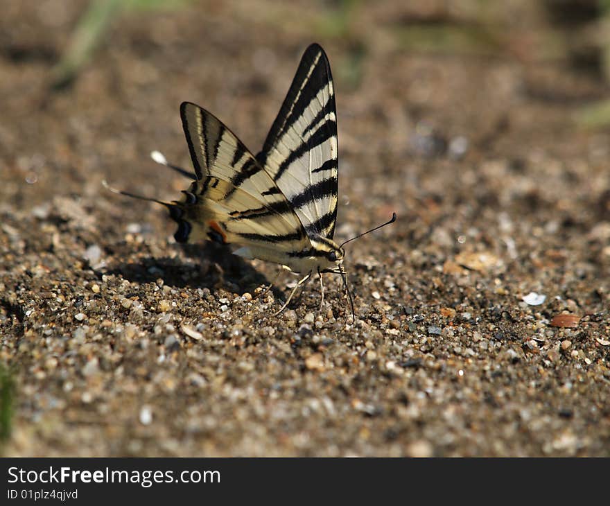 Scarce swallowtail drinking rain water from sand. Scarce swallowtail drinking rain water from sand