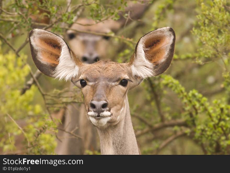 Two alert kudu in the bush with the back one out of focus