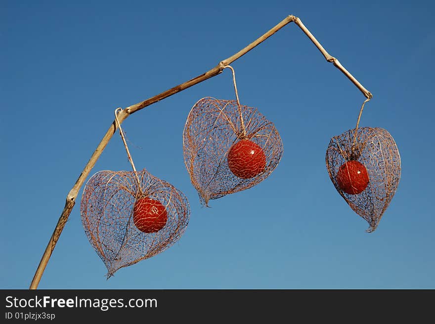 Seed of a lantern-plant against a blue sky