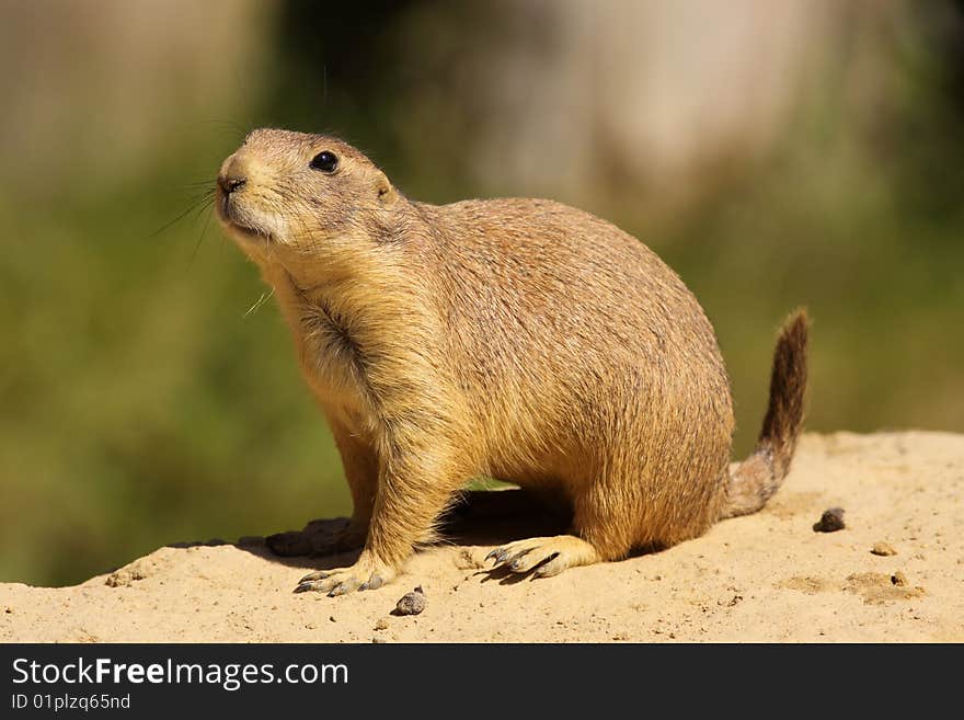 Prairie dog standing in the sand